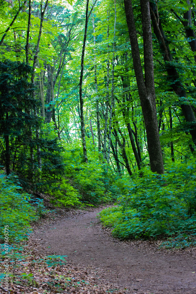 A hiking trail in shady forest, woods in summer. Tall, ancient trees with thick dark green foliage in their crowns. Path in deep green wood in spring day. Natural landscape vertical photo. Eco tourism