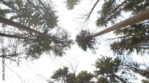 Roll view of trees top in the wood