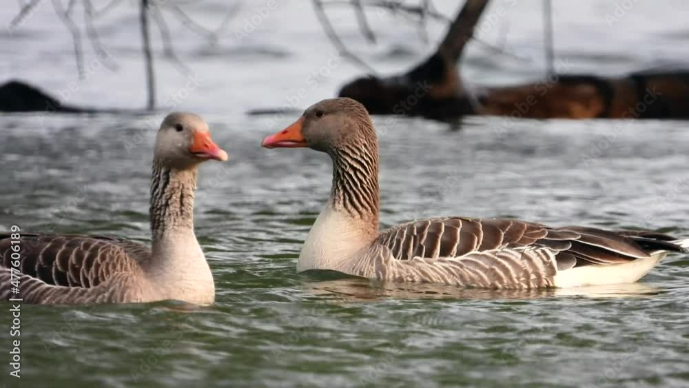 Graugans (Anser anser) Graugans (Anser anser)