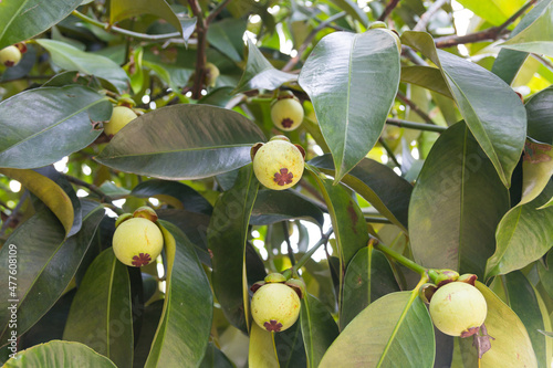 Photos Young mangosteen on tree in Thailand