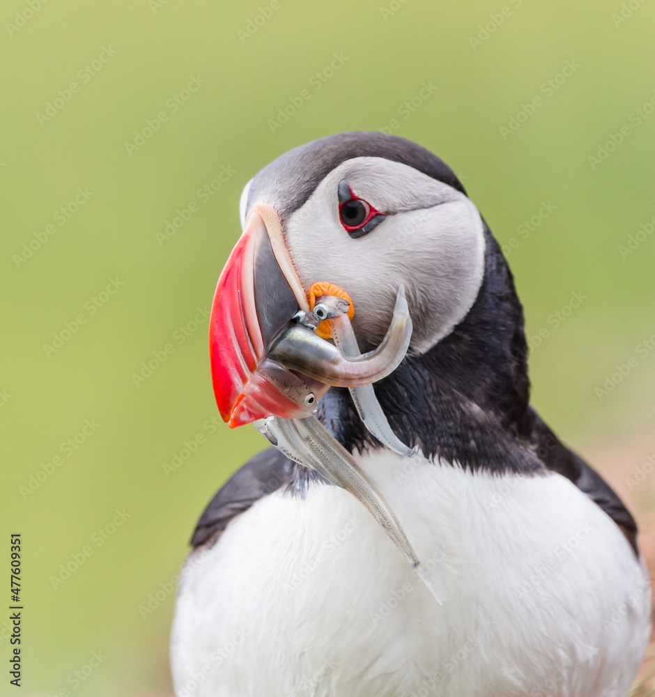 Naklejka premium atlantic puffin bird with fish