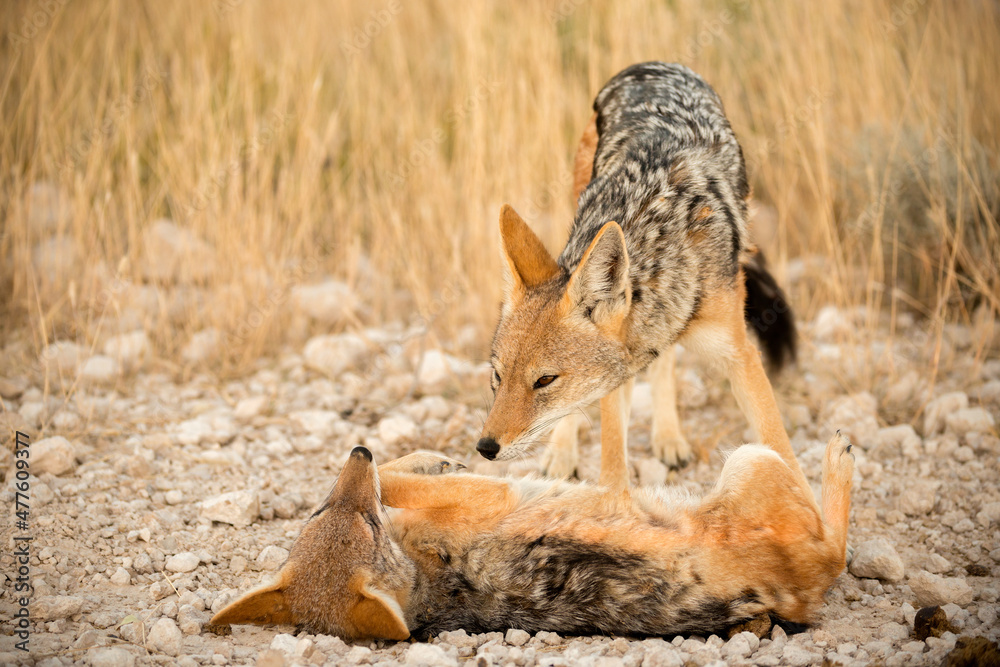 Fototapeta premium A horizontal shot of a pair of black backed jackal playing in the soft early morning light, Etosha National Park, Namibia