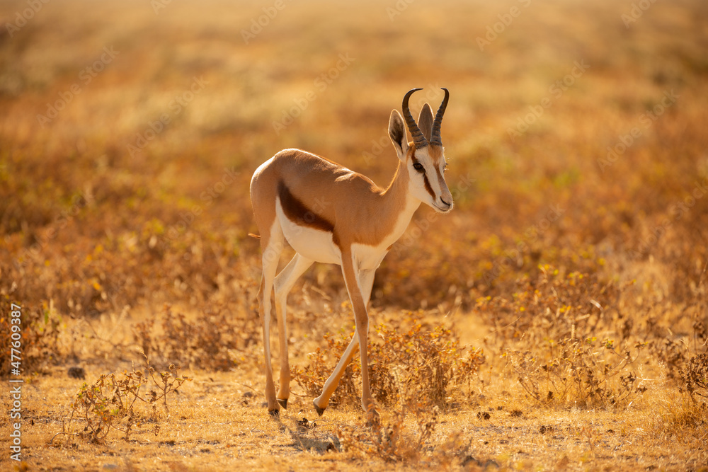 A close up portrait of a springbok walking in long yellow grass, taken at sunrise in the Etosha national Park in Namibia A close up portrait of a springbok walking in long yellow grass, taken at sunrise in the Etosha national Park in Namibia