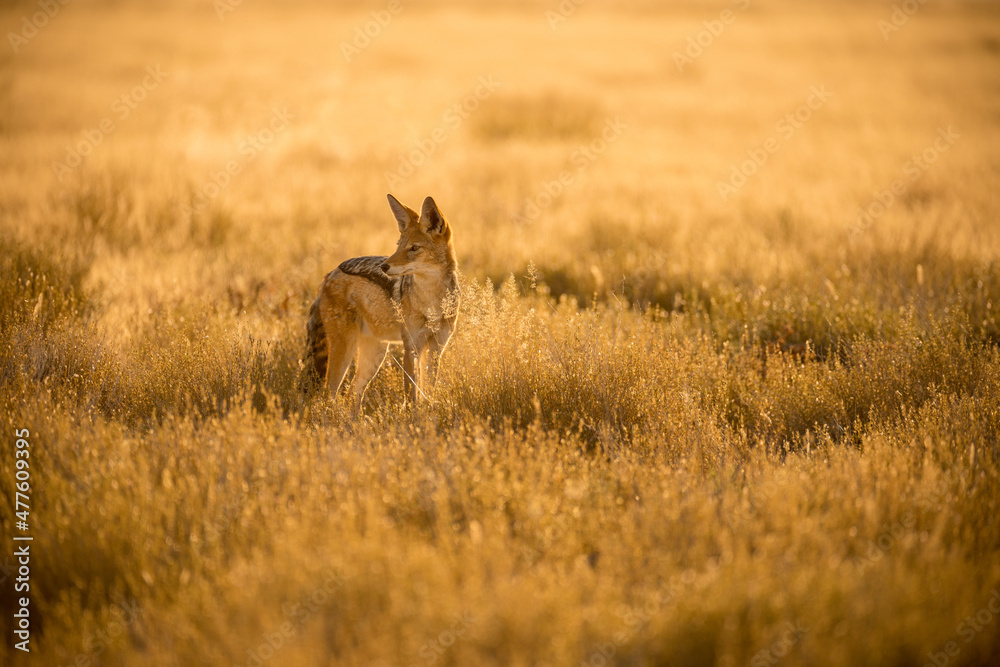 A backlit watchful black backed jackal during a golden sunrise, looking to the side and surrounded by long dry yellow grass. This photograph was taken in the Etosha National Park in Namibia