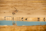 A horizontal shot of a large oryx standing next to a deep blue watering hole in a pan surrounded by yellow sand in the late afternoon light, Etosha National Park, Namibia