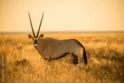 A horizontal shot of an oryx standing and looking in long dry yellow grass  photographed during a golden sunrise in the Etosha National Park  Namibia