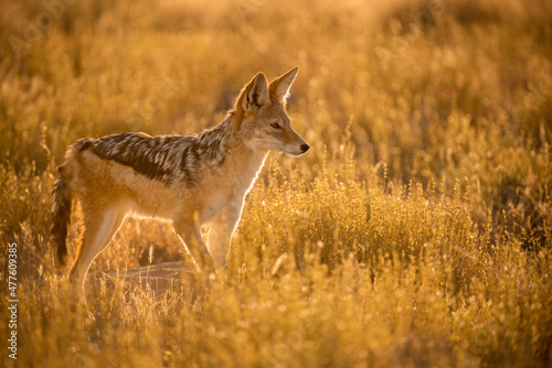 A watchful black backed jackal backlit at sunrise, standing and looking into the distance and standing in long dry yellow grass. This photograph was taken in the Etosha National Park in Namibia photo