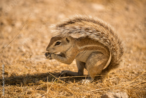 A horizontal close-up portrait of a crouching African ground squirrel foraging for food, in the early morning, taken in the Etosha National Park, Namibia. photo