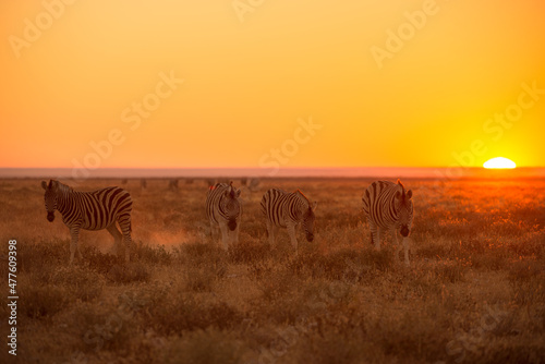 A horizontal shot of a herd of Zebra walking towards the camera and grazing on grass, against a beautiful golden sky at sunrise, photographed in the Etosha National Park, Namibia