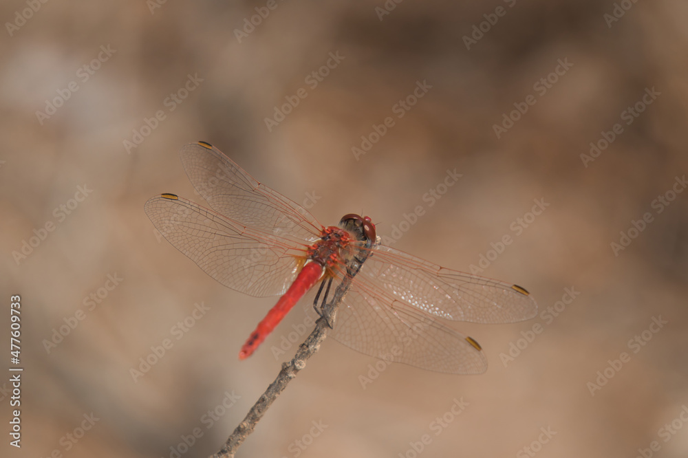 red veined darter dragonfly sitting on a stick red veined darter dragonfly sitting on a stick