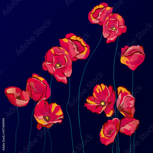 Czerwone kwiaty mak na długiej  łodyżce na ciemnym niebieskim tle