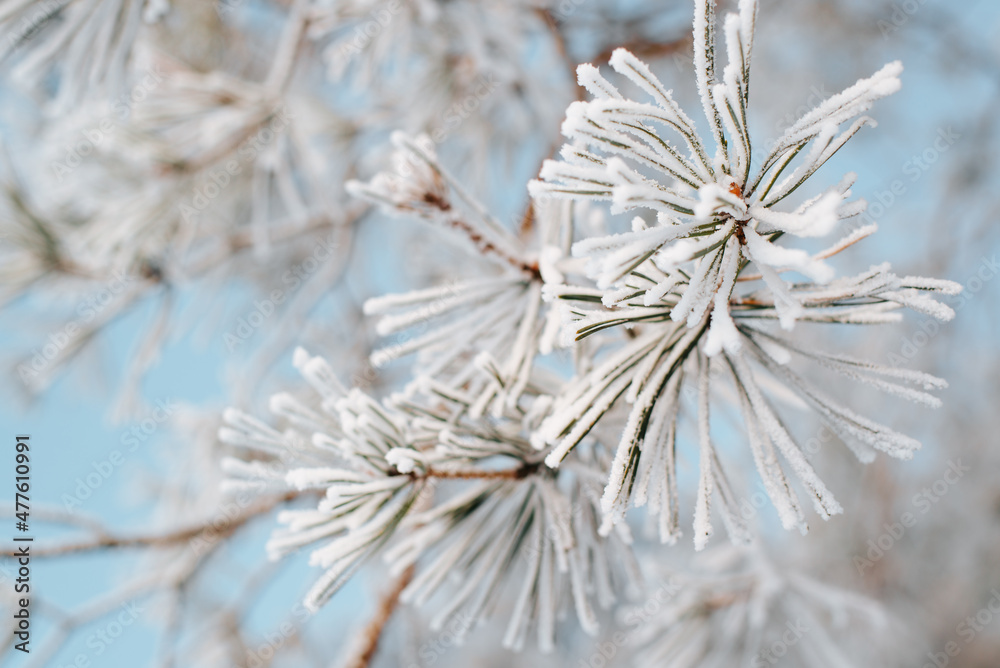 Close-up of pine twig covered with snow and frost outdoors in forest during day. Frozen beautiful fir, winter nature. Selective focus in foreground Close-up of pine twig covered with snow and frost outdoors in forest during day. Frozen beautiful fir, winter nature. Selective focus in foreground