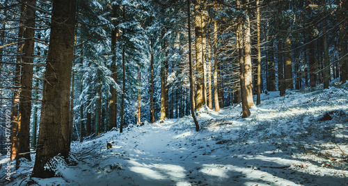 Fototapeta Naklejka Na Ścianę i Meble -  Winter in the mountain forest Beskidy Poland landscape