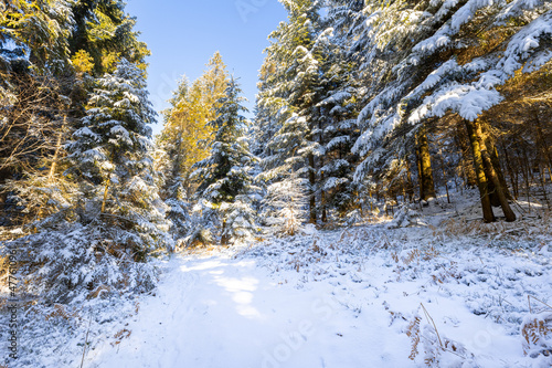 Trees under snow winter landscape with forest Beskidy Poland