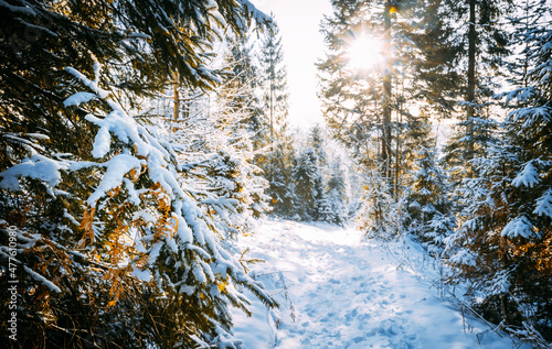 Fototapeta Naklejka Na Ścianę i Meble -  Trees under snow winter landscape with forest Beskidy Poland