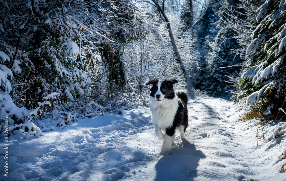 Happy dog walking on snowy path in the majestic winter forest