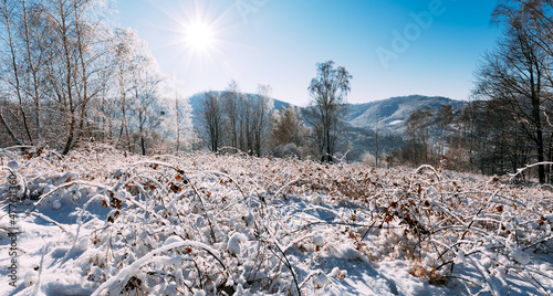 Fototapeta Naklejka Na Ścianę i Meble -  Frozen plants on a mountain hill in winter time Beskidy Poland