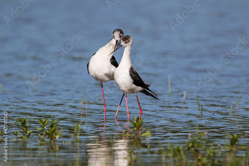 Black-winged stilt (Himantopus himantopus) is a widely distributed very long-legged wader. Mating.