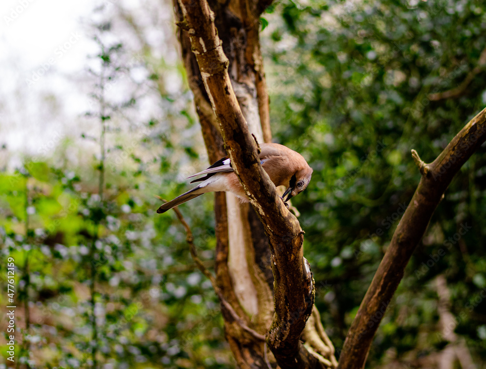 jay bird perched on a tree