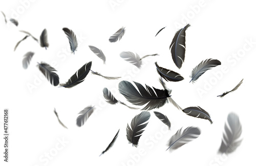 Abstract Black Bird Feathers Floating on White Background 