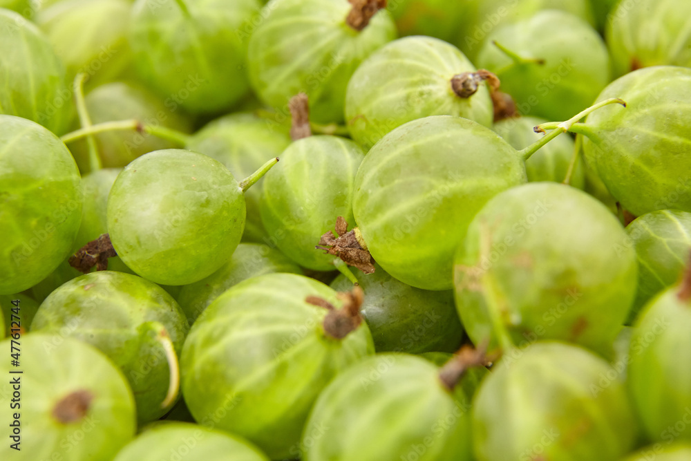 Gooseberry green berries food background. Ripe summer berries Gooseberry green berries food background. Ripe summer berries
