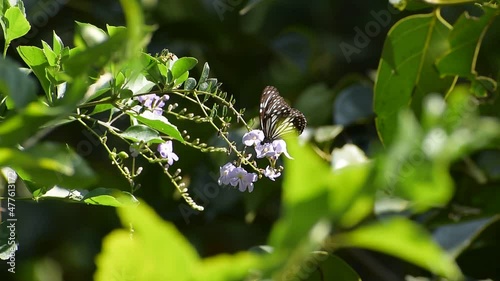 butterfly on a flower