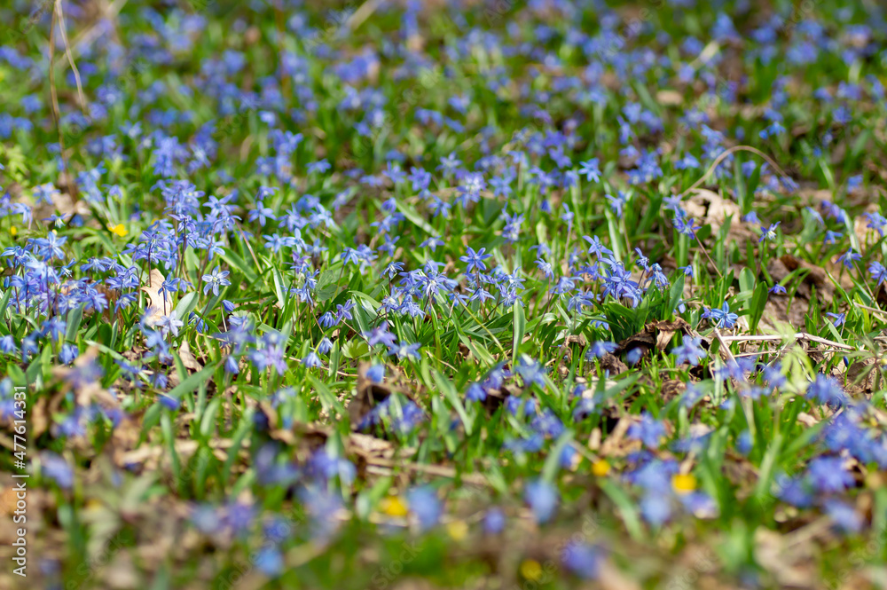 meadow of forget-me-nots in early spring