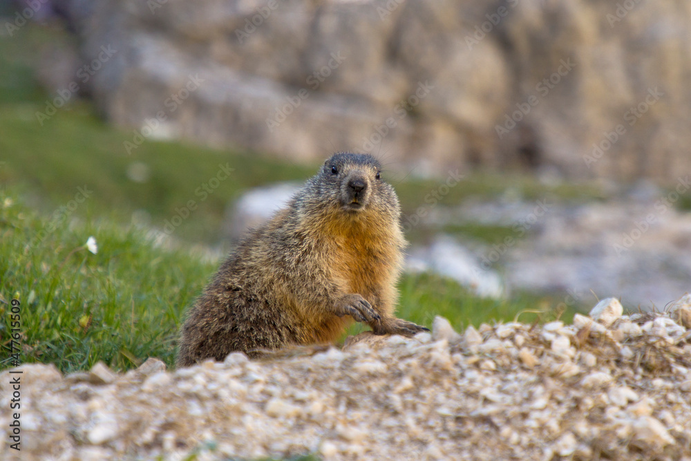 Alpine marmot (Marmota marmota) is a large ground-dwelling squirrel, from the genus of marmots. Alpine marmot (Marmota marmota) is a large ground-dwelling squirrel, from the genus of marmots.