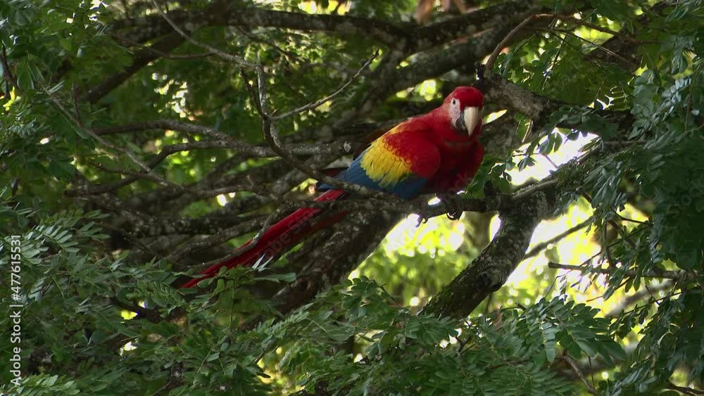Scarlet macaw (Ara macao) perched on a branch, Costa Rica Scarlet macaw (Ara macao) perched on a branch, Costa Rica