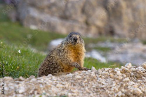 Alpine marmot (Marmota marmota) is a large ground-dwelling squirrel, from the genus of marmots.