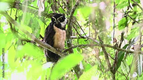 Spectacled owl (Pulsatrix perspicillata) perched in tree photo