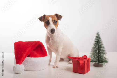 Dog jack russell terrier getting ready for christmas. © Михаил Решетников