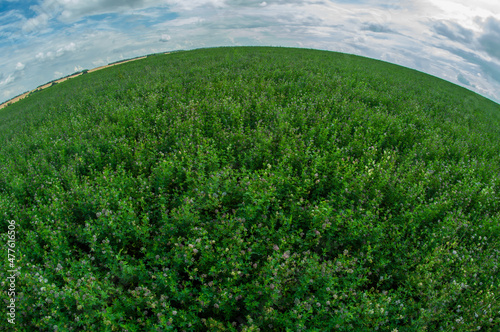 clover field to the horizon on fishai photo