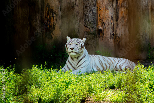 Fototapeta Naklejka Na Ścianę i Meble -  White tiger is sitting on the ground behind a cage.