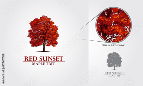 Detailed red maple tree vector logo template on white backgorund, summer and autumn ones. 