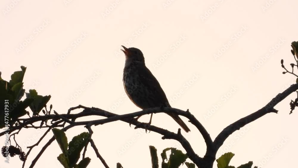Wiesenpieper (Anthus pratensis)