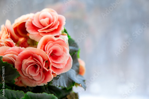 Blooming begonia elatior of the Borias variety. Floriculture, hobby, green home.