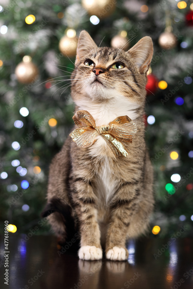 Little gray cat on the background of the Christmas tree. Portrait of a Cat . Cute little kitten with big eyes close up. Christmas card. New Year. Holiday concept. Kitten in a tie. Tabby. Winter. Little gray cat on the background of the Christmas tree. Portrait of a Cat . Cute little kitten with big eyes close up. Christmas card. New Year. Holiday concept. Kitten in a tie. Tabby. Winter.
