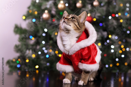 Cat in Santa Claus dress . Kitten close up. Cat with green eyes on the background of Christmas tree and Christmas lights. Santa Claus kitten. Tiger. Pet . Happy New Year. Tabby. Winter. Christmas cat