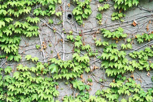 The Green Creeper Plant on wall. Background. High quality photo © Dima Anikin