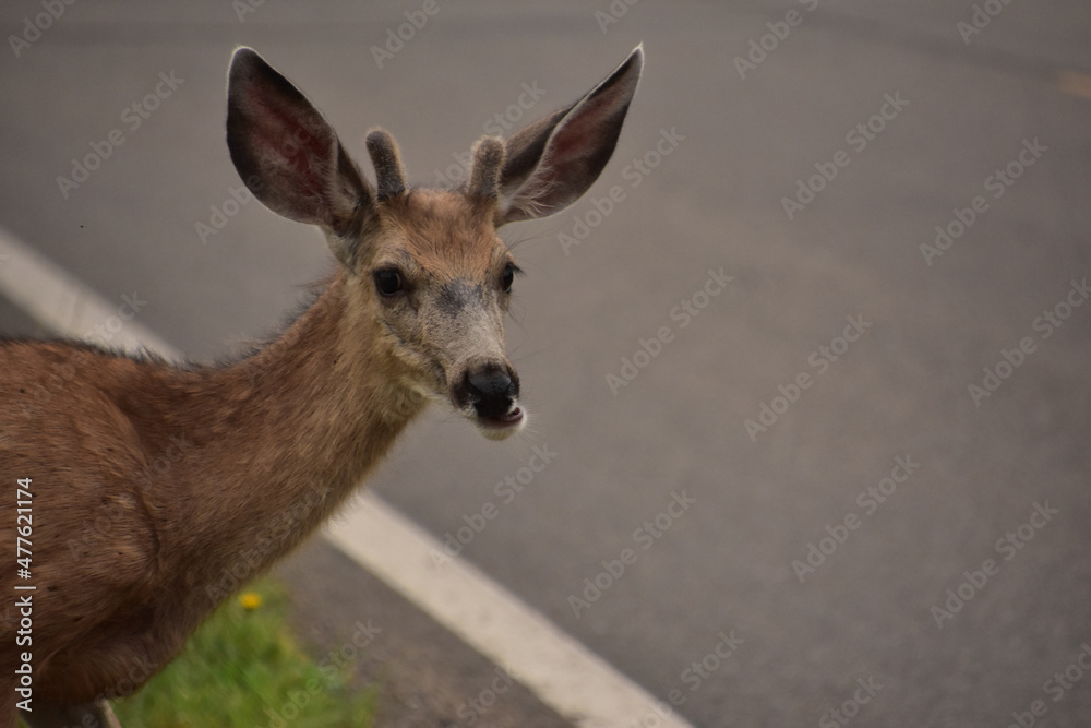 Fototapeta premium Adorable Deer Chewing on Grass at the Road's Edge