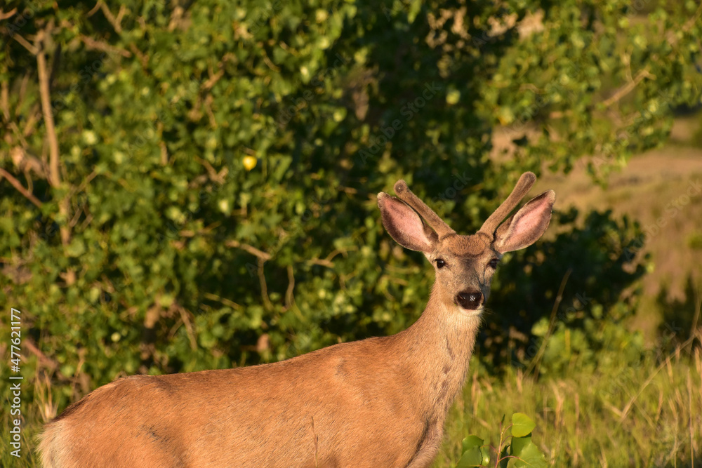 Adorable Young Buck During the Golden Hour