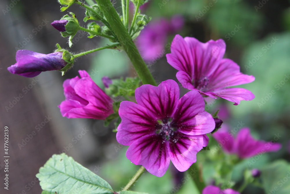 Pinke Blumen im Garten
Pinke Blumen im Garten