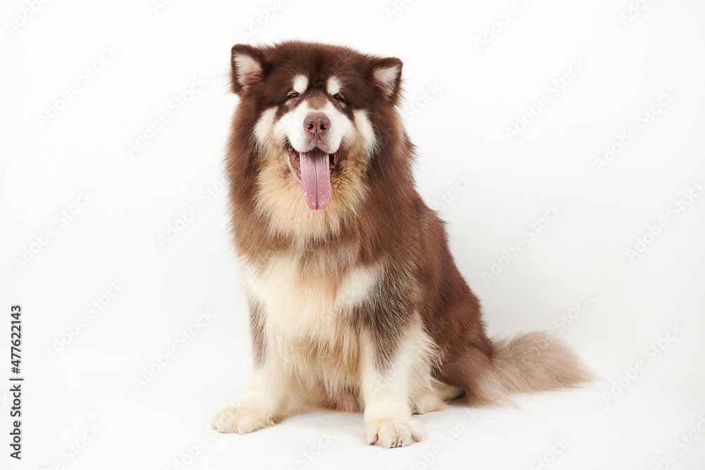 Obraz premium Alaskan Malamute dog on white background.