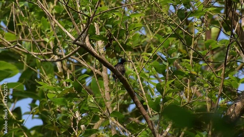 Humming bird sitting on the branch of tree