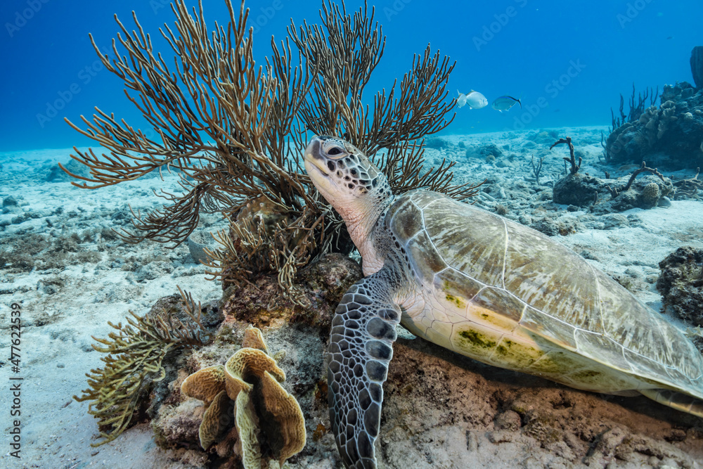 Obraz premium Seascape with Green Sea Turtle in the coral reef of Caribbean Sea, Curacao