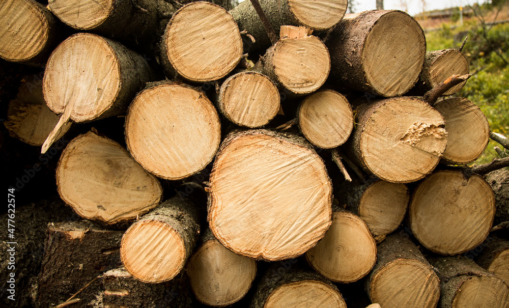 Trees felled and stacked ready for transport Trees felled and stacked ready for transport