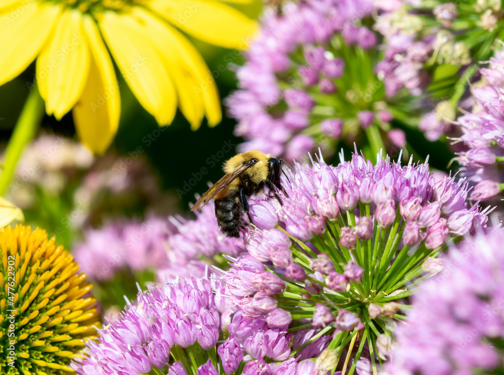 A Brownbelted Bumble Bee (Bombus griseocollis) Seeking Pollen on Colorful Flowers A Brownbelted Bumble Bee (Bombus griseocollis) Seeking Pollen on Colorful Flowers