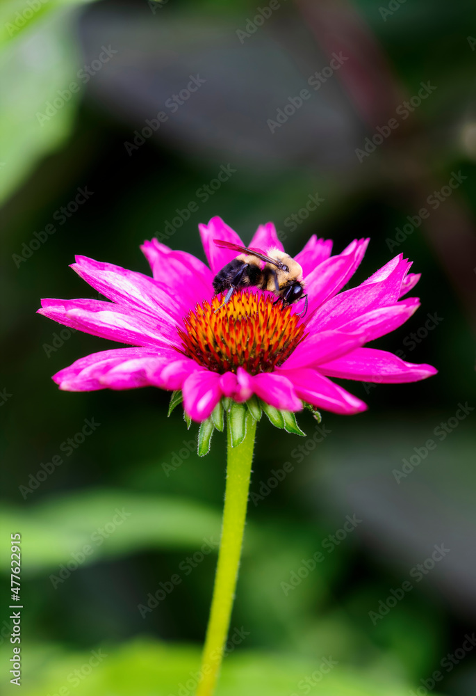 A Brownbelted Bumble Bee (Bombus griseocollis) Seeking Pollen on Colorful Coneflowers A Brownbelted Bumble Bee (Bombus griseocollis) Seeking Pollen on Colorful Coneflowers