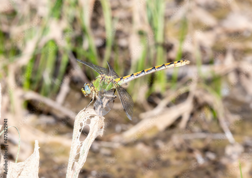 A Pale Snaketail (Ophiogomphus severus) Dragonfly Perched on Dried Vegetation A Pale Snaketail (Ophiogomphus severus) Dragonfly Perched on Dried Vegetation